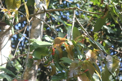 Dipterocarpus indicus